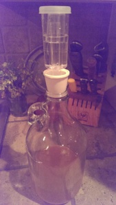 Half-gallon ginger beer syrup fermenting